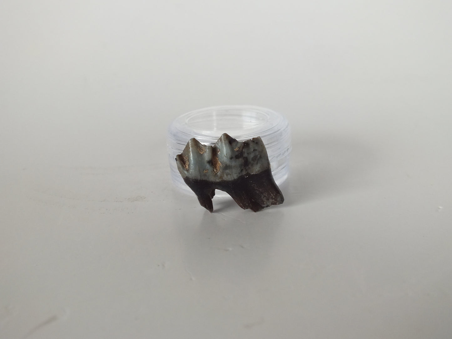 1" Fossil Deer Tooth