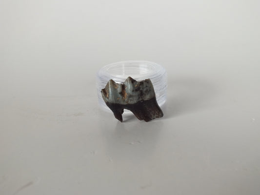 1" Fossil Deer Tooth