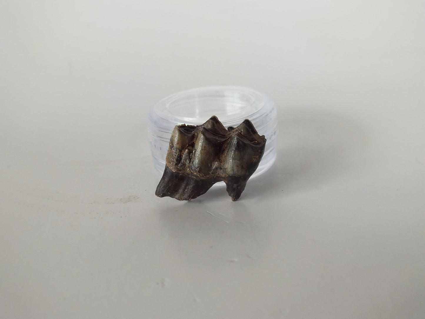 1" Fossil Deer Tooth