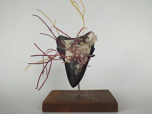 4.75" Megolodon Tooth W/ Modern Coral