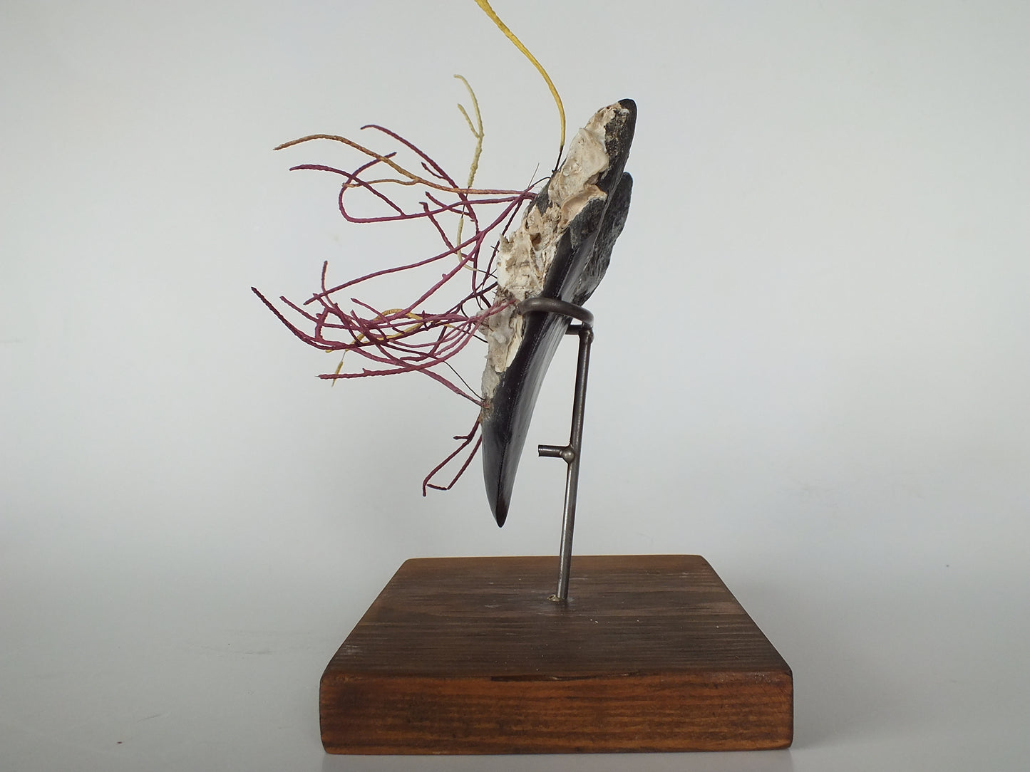 4.75" Megolodon Tooth W/ Modern Coral