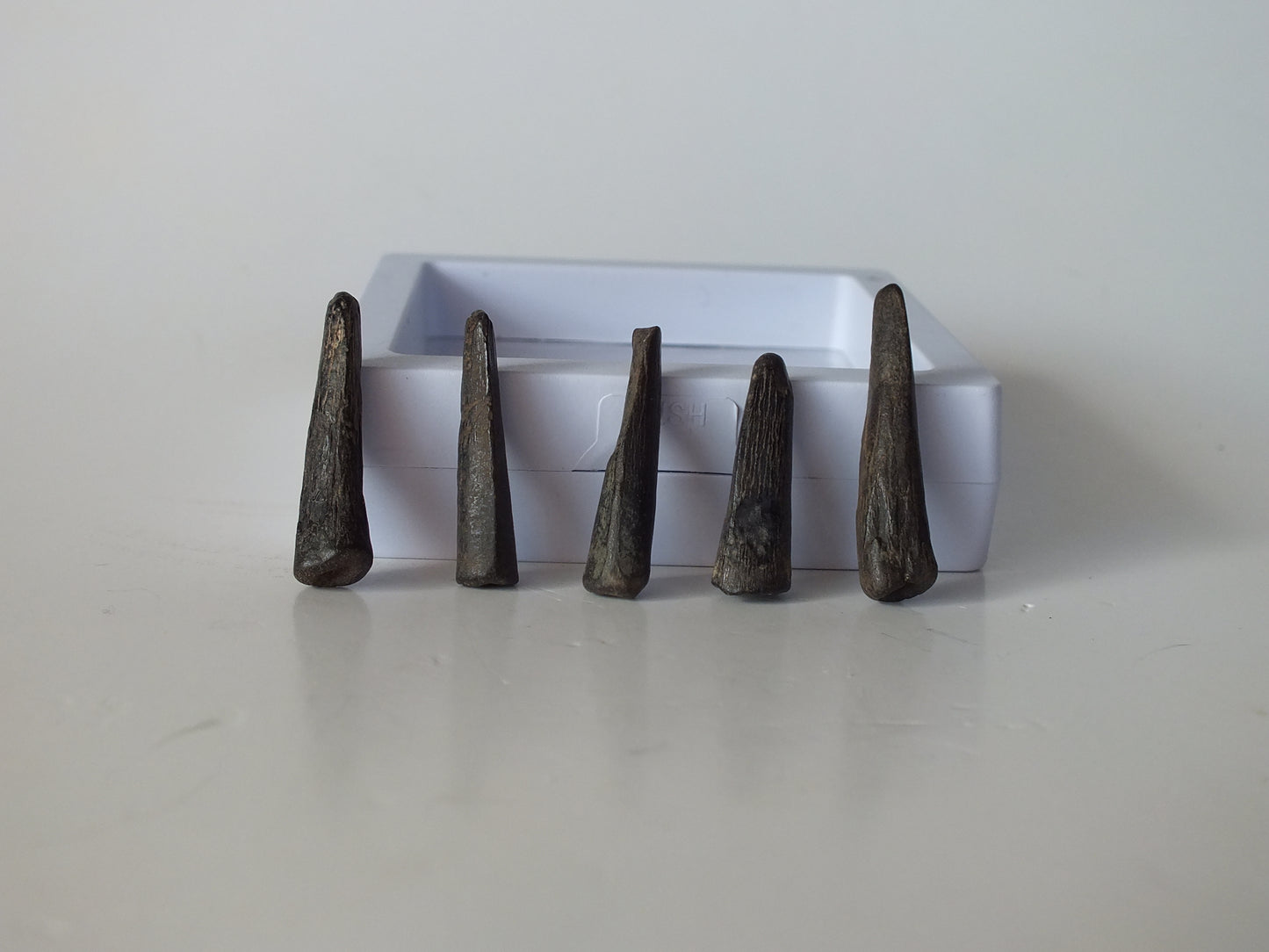 5 Enchodus Teeth (Mississippi)