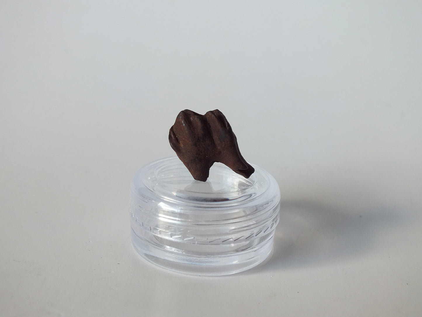 0.86" Fossil Deer Tooth