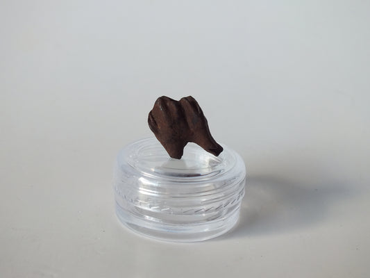 0.86" Fossil Deer Tooth