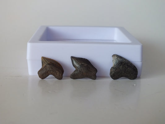 Fossil crow Shark Tooth Bundle (Mississippi)