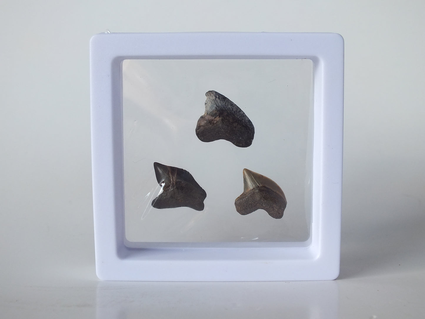 Fossil crow Shark Tooth Bundle (Mississippi)
