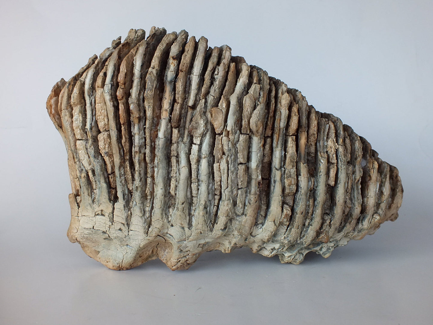 10.6" Wooly Mammoth Molar (Alaska)