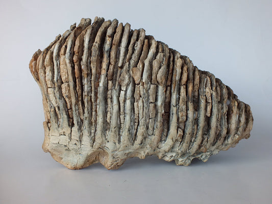 10.6" Wooly Mammoth Molar (Alaska)