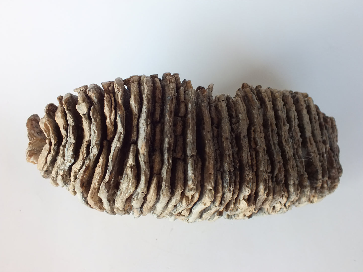 10.6" Wooly Mammoth Molar (Alaska)
