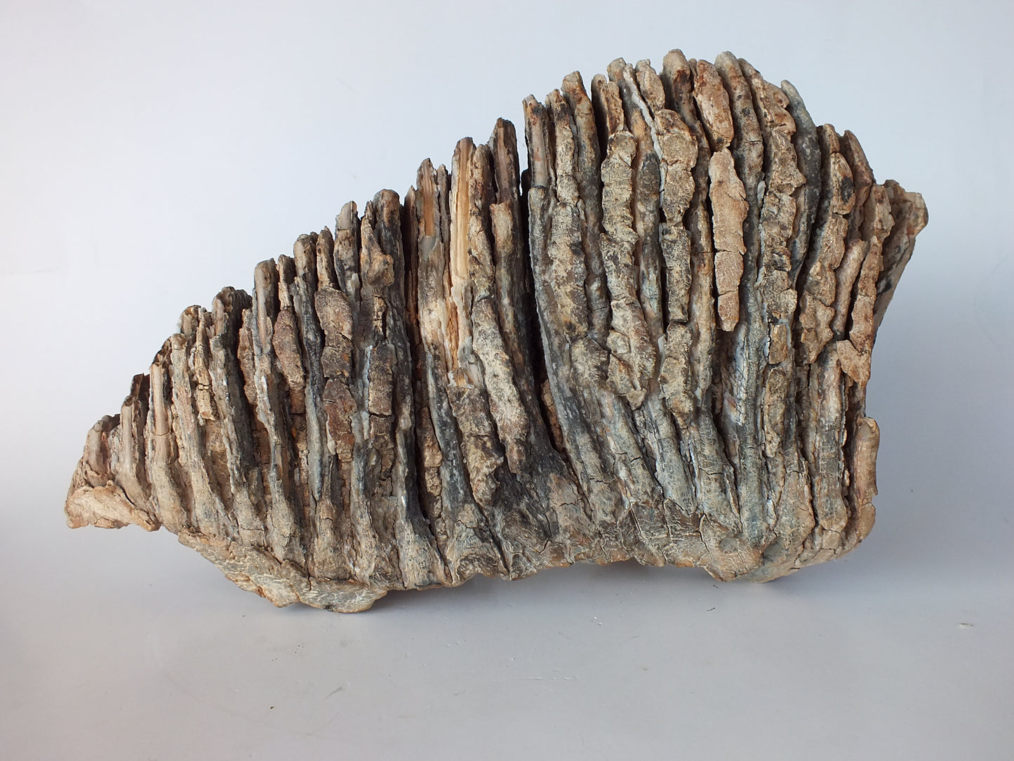 10.6" Wooly Mammoth Molar (Alaska)