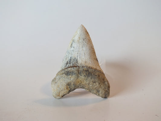 2.44" Fossil Great White Tooth (Mexico)