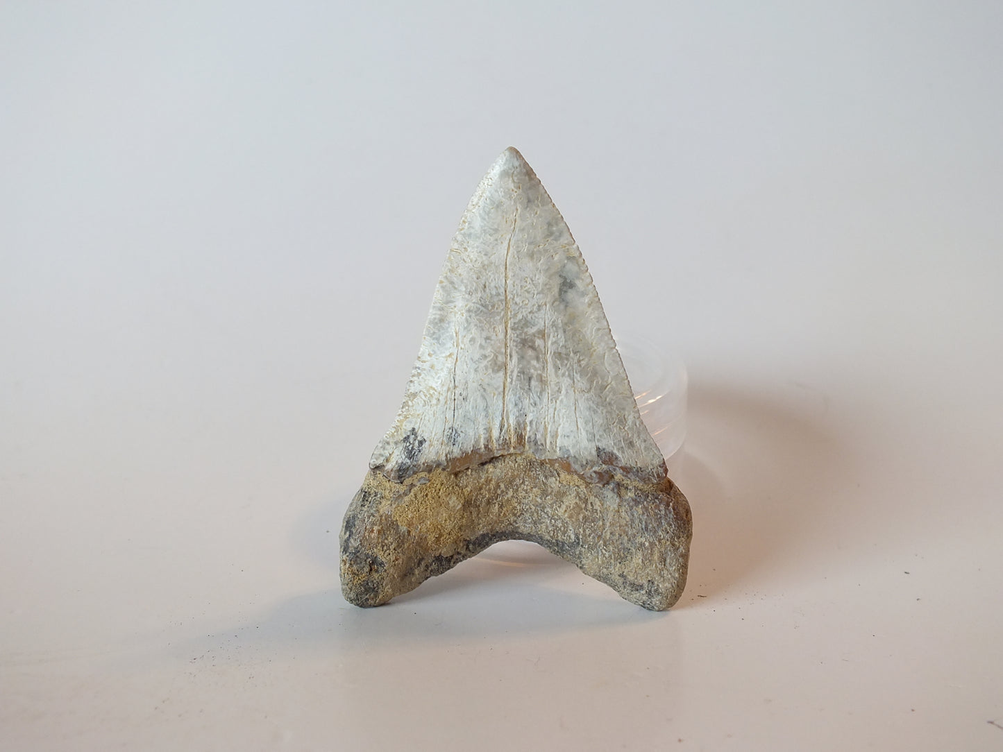 2.44" Fossil Great White Tooth (Mexico)