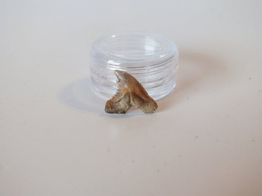 0.66" Hemipristis Serra Tooth(Mexico)