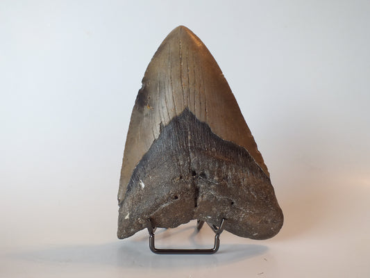 5.65" Megalodon Tooth