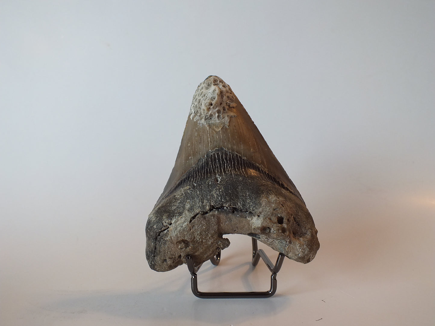 4.22" Megalodon Tooth W/ Fossil Coral