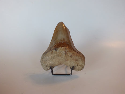 4.25" Pathological Megalodon Tooth (Indonesia)