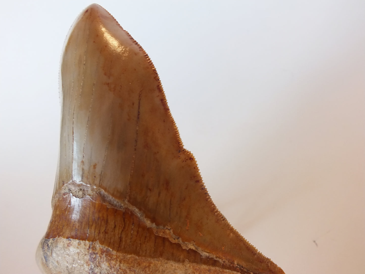 4.25" Pathological Megalodon Tooth (Indonesia)