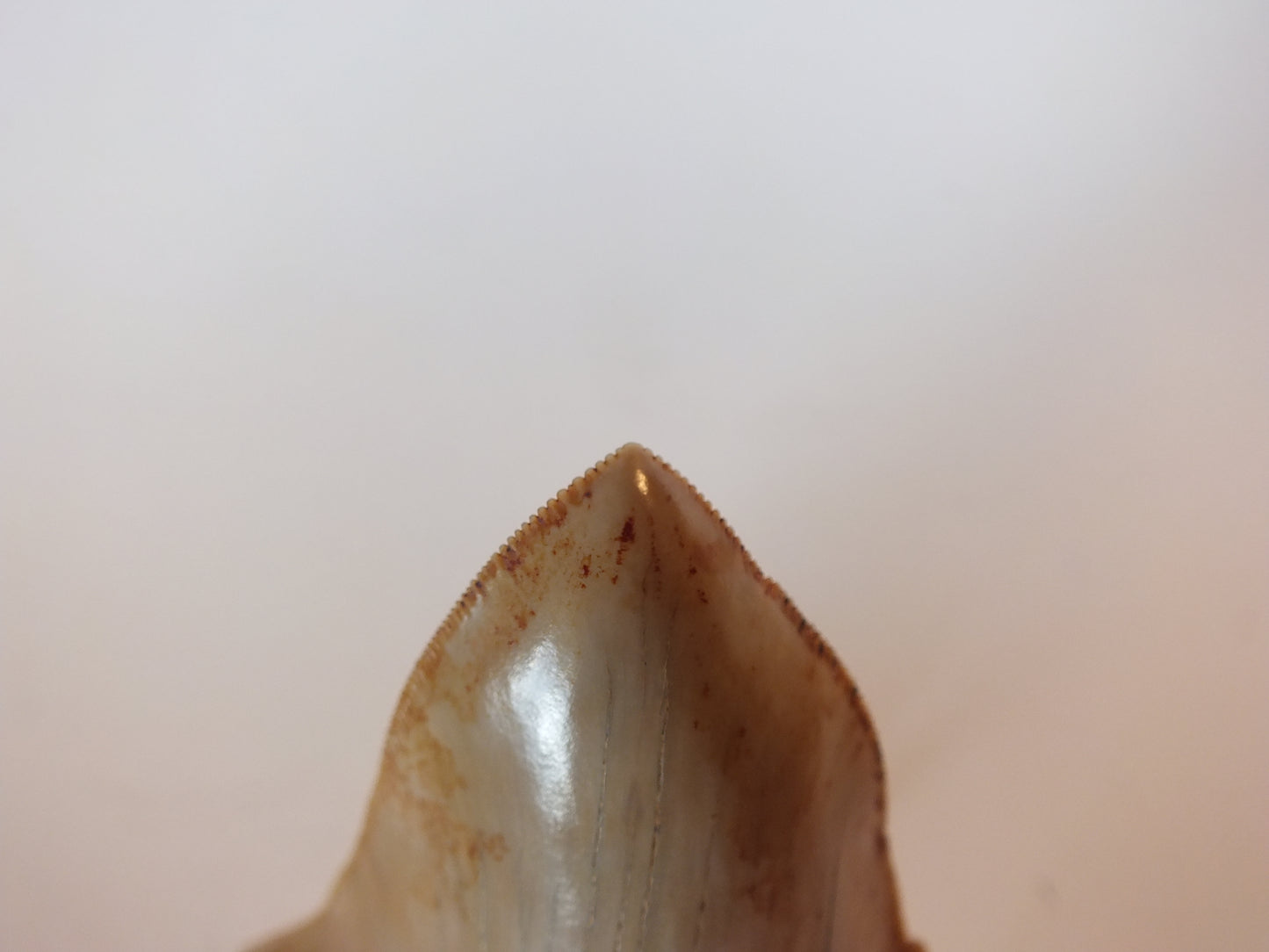 4.25" Pathological Megalodon Tooth (Indonesia)