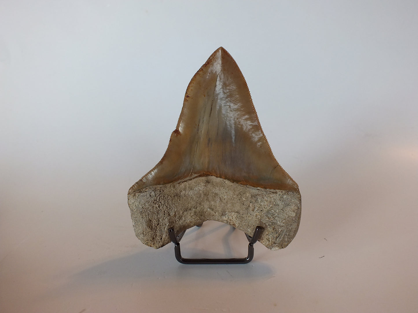 4.25" Pathological Megalodon Tooth (Indonesia)