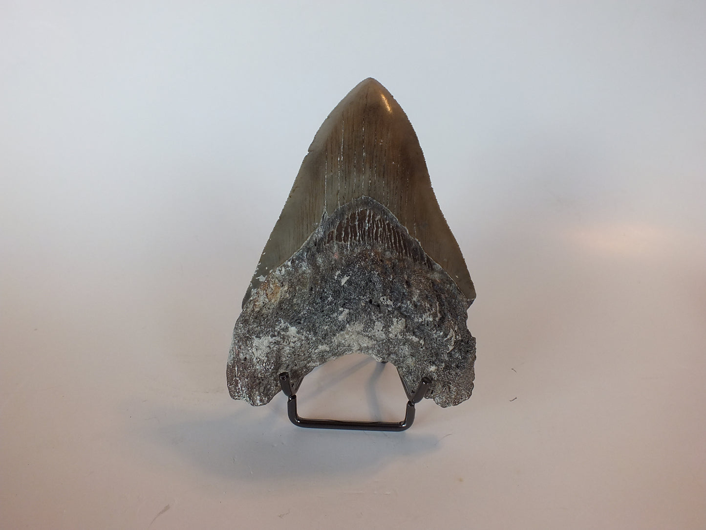 4.49" Megalodon Tooth