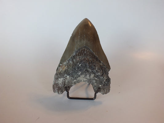 4.49" Megalodon Tooth