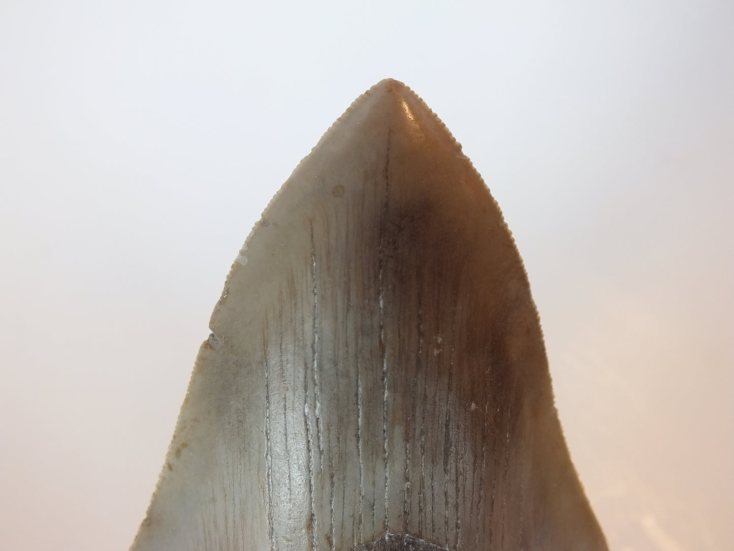 4.49" Megalodon Tooth