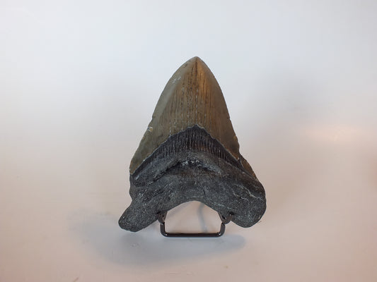 4.76" Megalodon Tooth