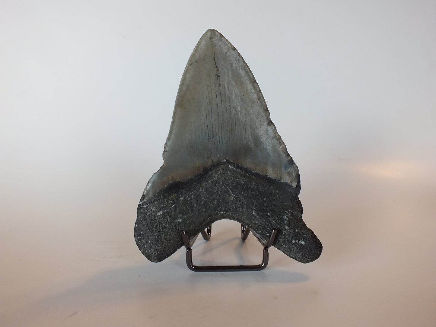 4.76" Megalodon Tooth