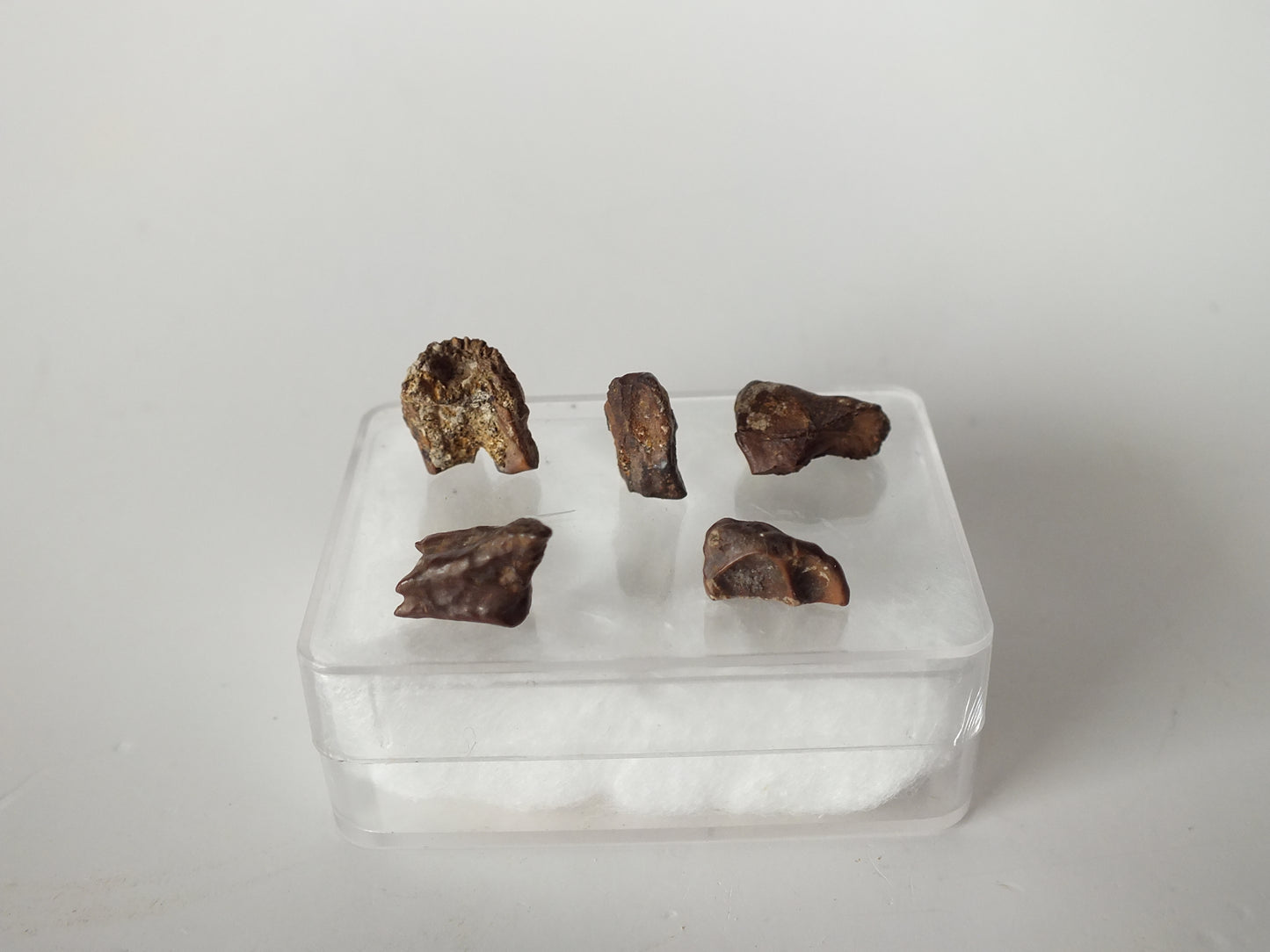 Set of 5 Triceratops Teeth