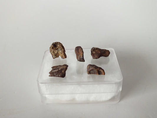 Set of 5 Triceratops Teeth