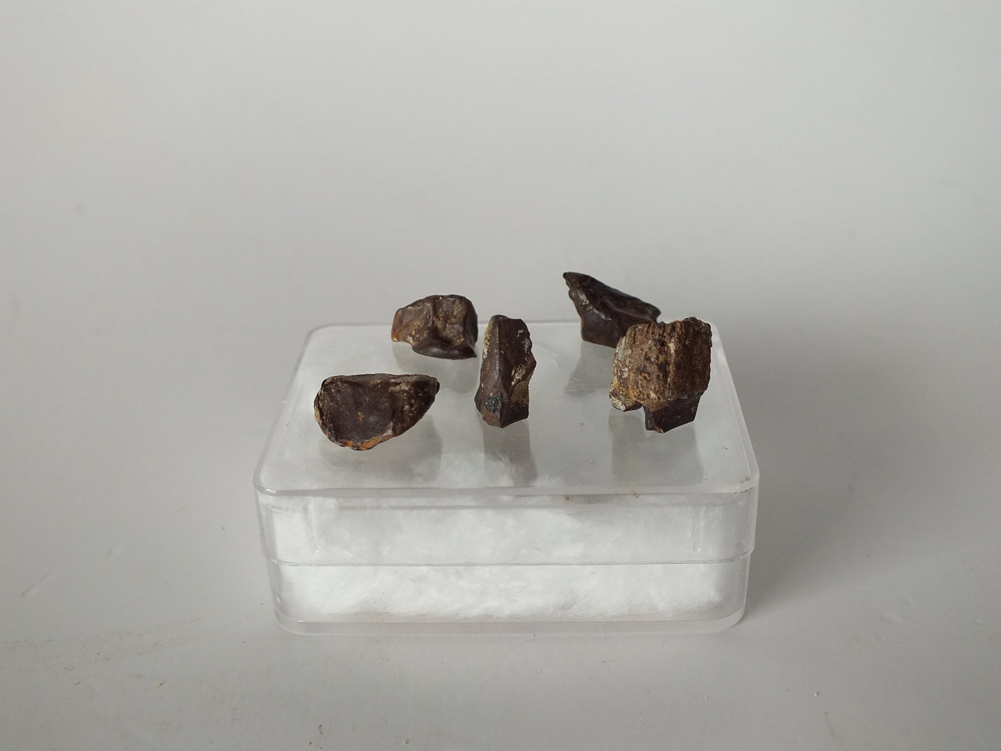 Set of 5 Triceratops Teeth