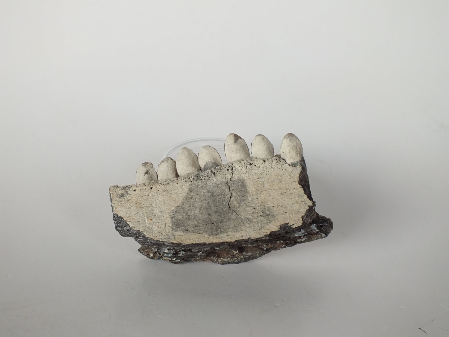 2.5" Barracuda Jaw Fossil