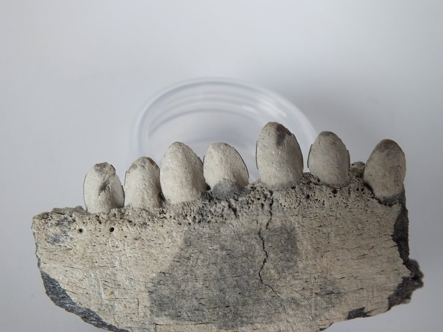 2.5" Barracuda Jaw Fossil