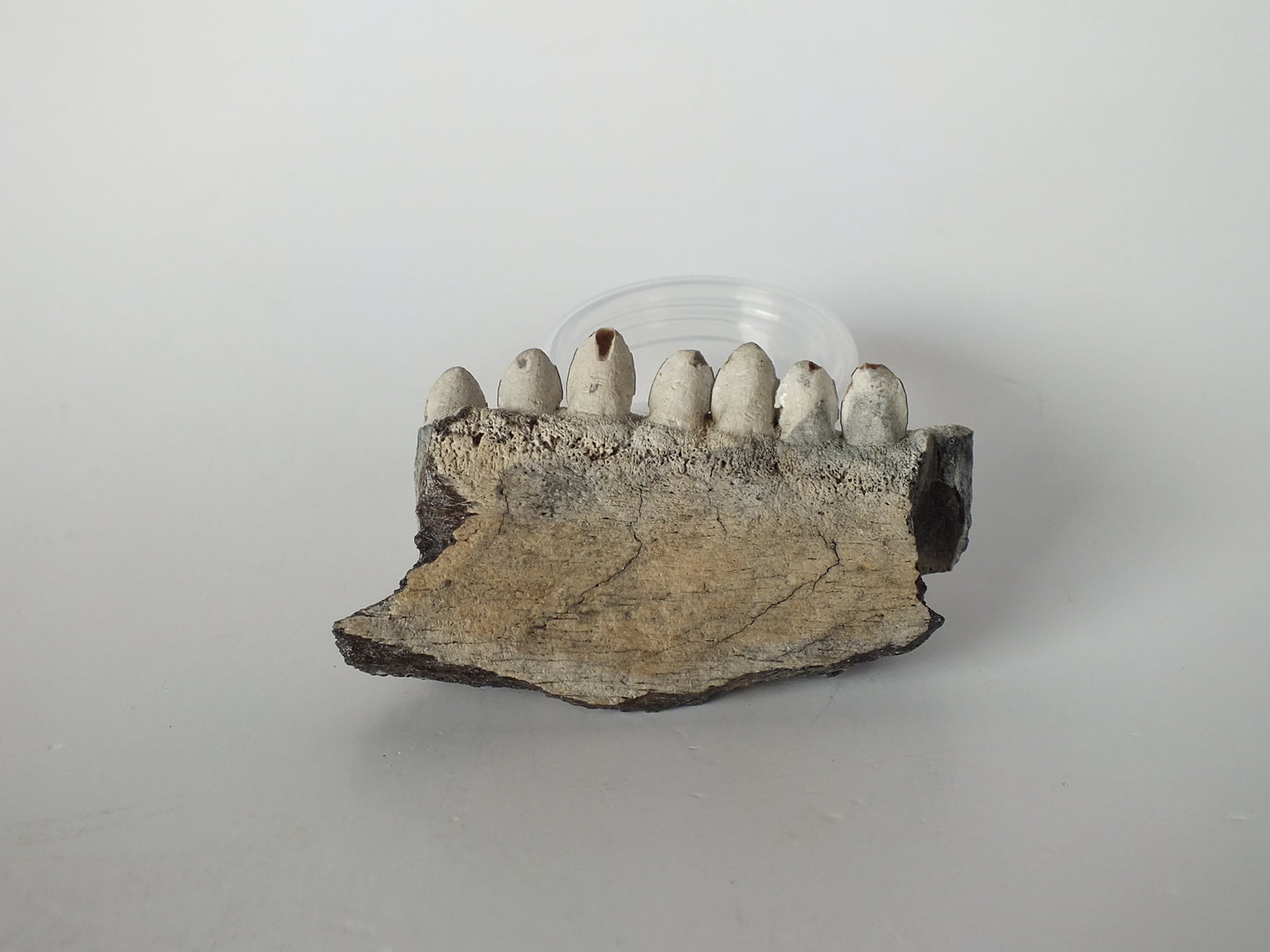 2.5" Barracuda Jaw Fossil
