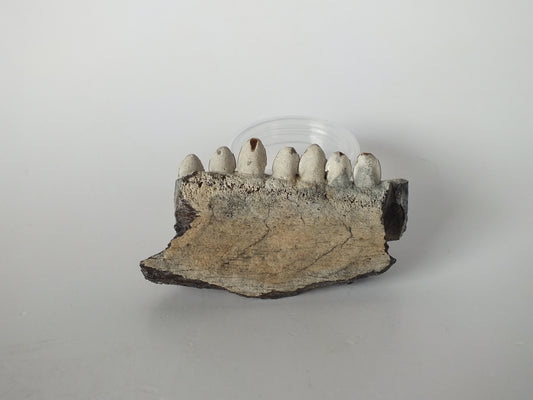 2.5" Barracuda Jaw Fossil