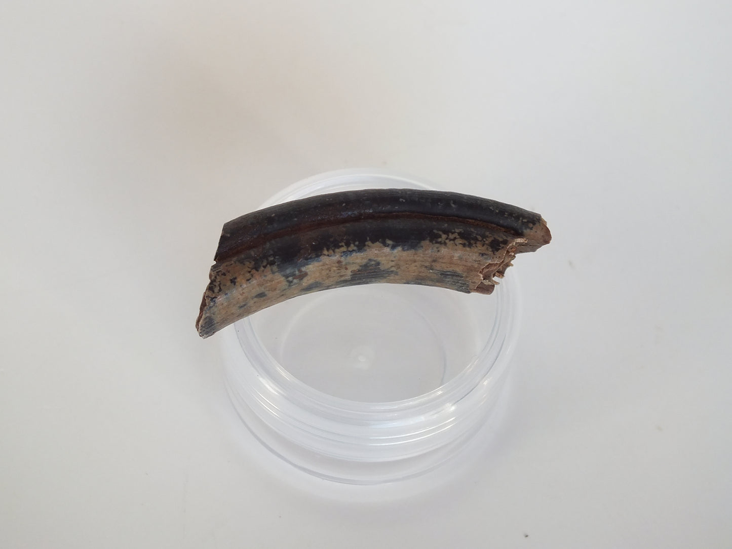 1.77"  Giant Beaver Fossil Tooth