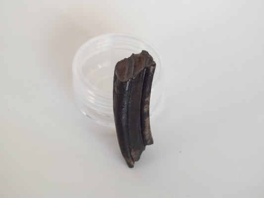 1.75" Giant Beaver Fossil Tooth