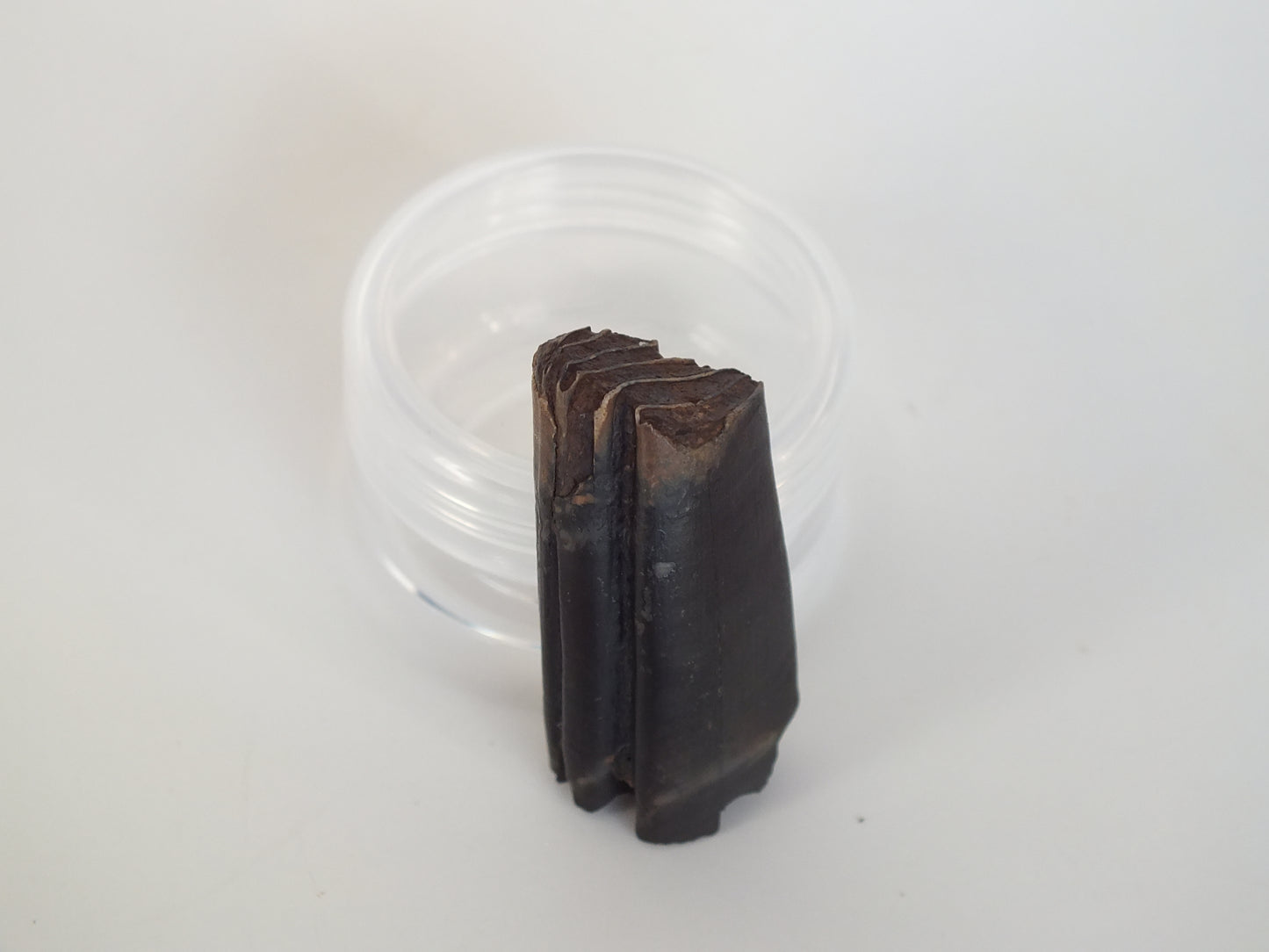 1.61" Giant Beaver Fossil Tooth