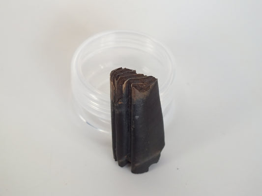 1.61" Giant Beaver Fossil Tooth