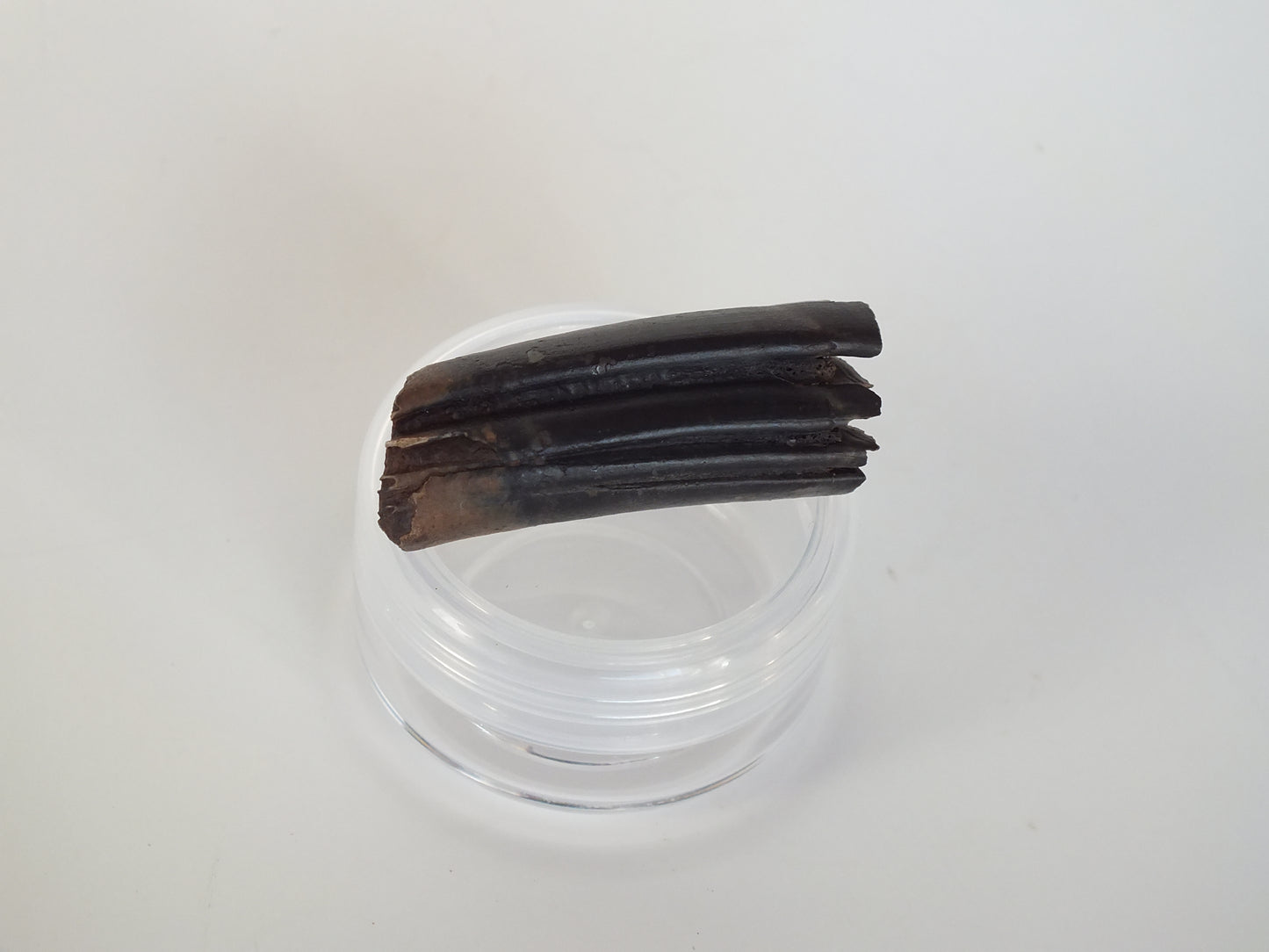 1.61" Giant Beaver Fossil Tooth