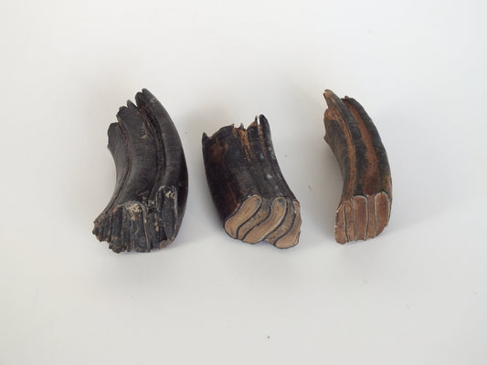 3 Giant Beaver Fossil Teeth