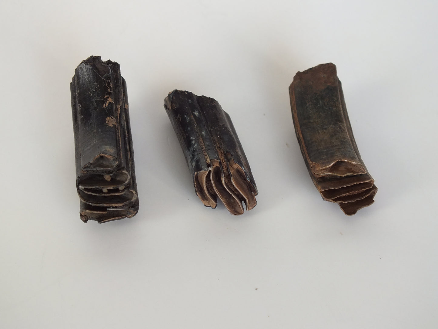 3 Giant Beaver Fossil Teeth