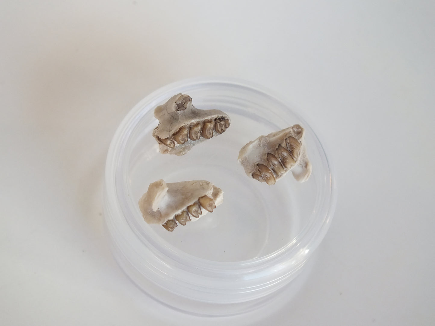 3 Fossil Rabbit Jaws (Nebraska)