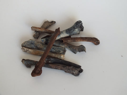 Fossil Bird Bones (Florida)