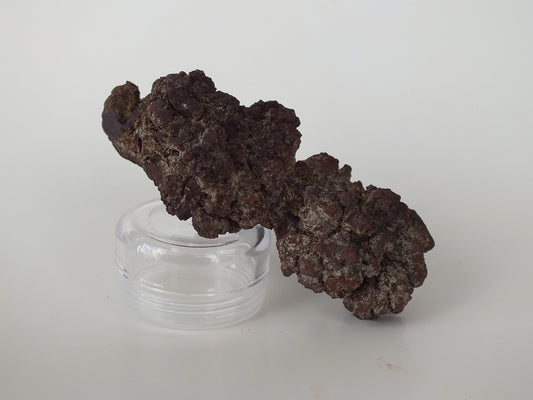 129g Coprolite (Madagascar)