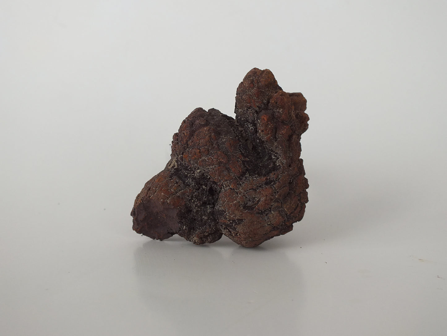 65g Coprolite (Madagascar)