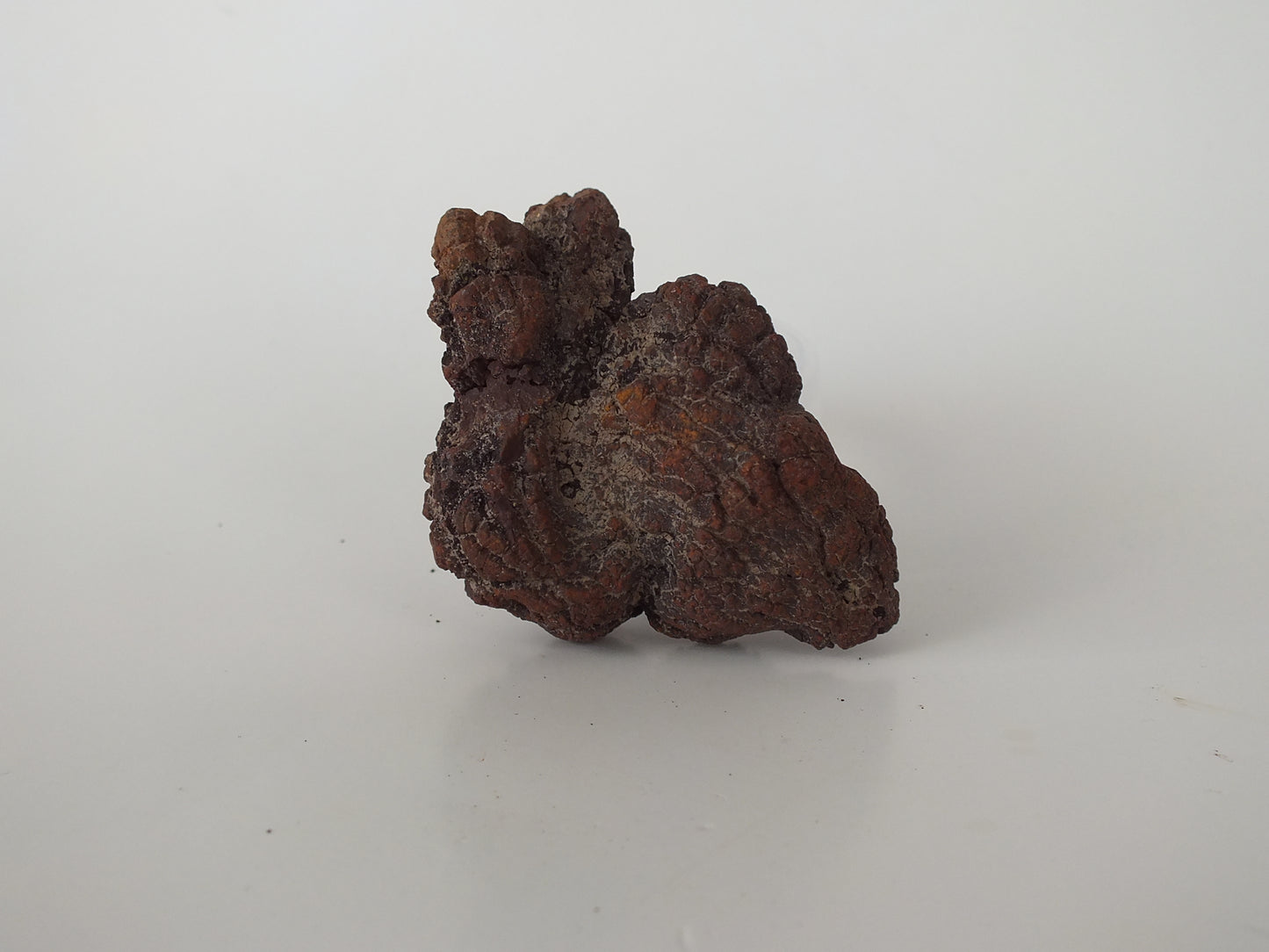 65g Coprolite (Madagascar)
