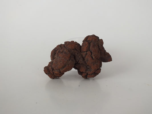 57g Coprolite (Madagascar)