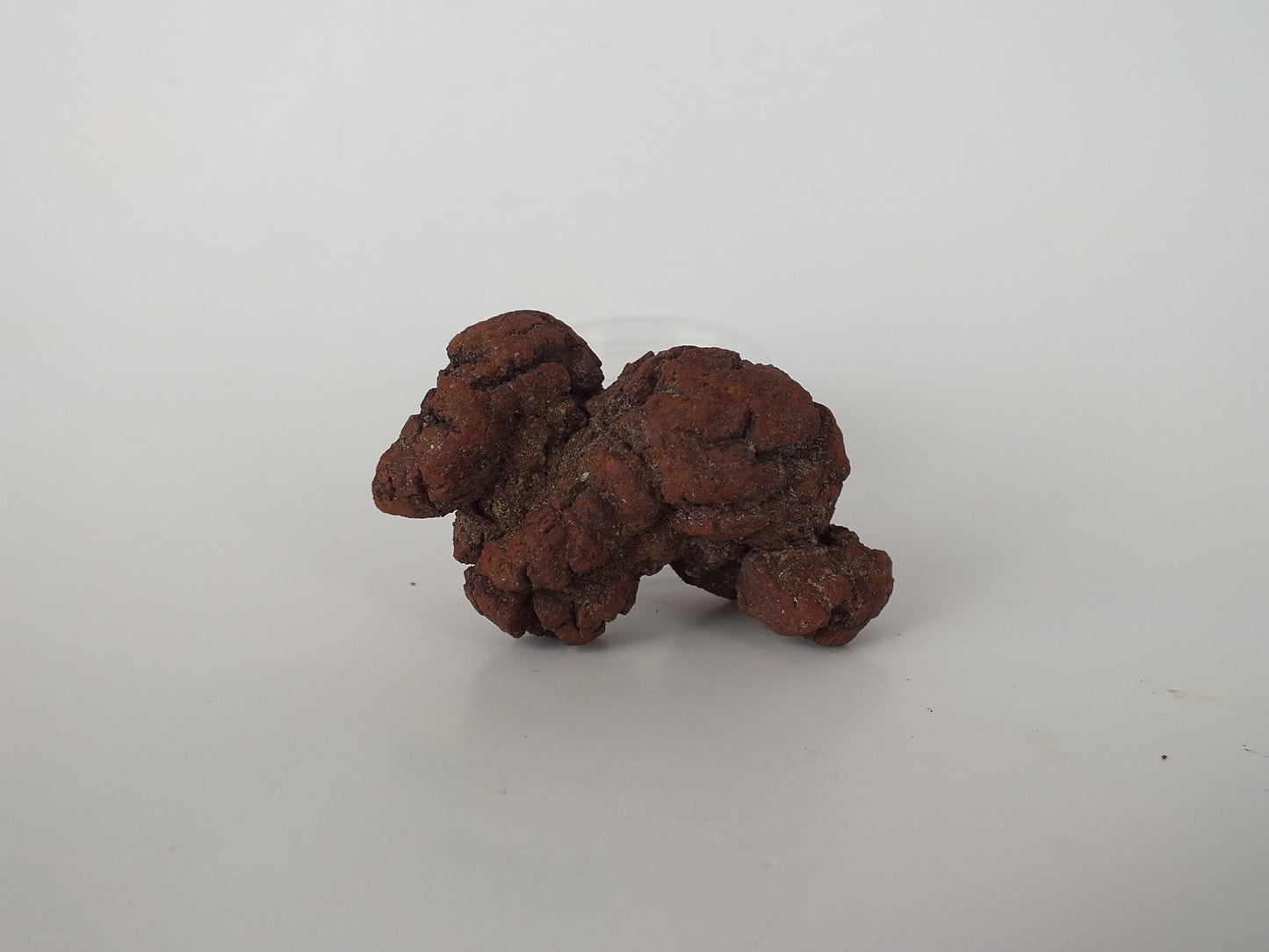 57g Coprolite (Madagascar)