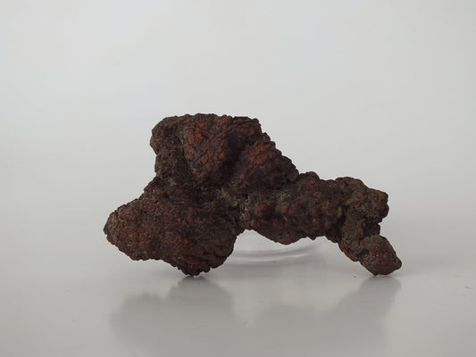73g Coprolite (Madagascar)